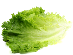 Organic Green Lettuce, Nutrient-Rich, Garden Fresh, Leafy Greens, Organic Farming PNG