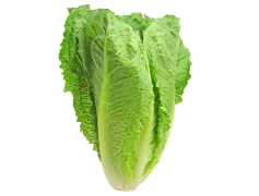 Organic Green Lettuce, Nutrient-Rich, Healthy Salad, Leafy Greens, Fresh Vegetables PNG