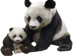 Panda, China, Animal, Endangered, Wildlife PNG