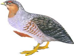 Partridge, Avian, Fowl, Habitat, Bird PNG