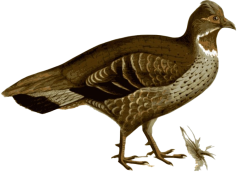 Partridge, Bird, Fowl, Wildlife, Habitat PNG