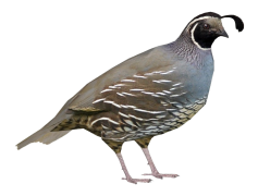 Partridge, Bird, Game, Forest, Species PNG