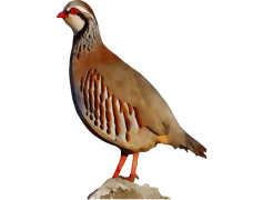Partridge, Bird, Species, Game, Fowl PNG