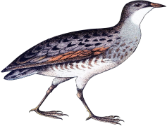 Partridge, Flock, Feathers, Nature, Habitat PNG