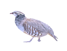 Partridge, Wildlife, Animal, Feathered, Nature PNG