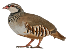 Partridge, Wildlife, Game, Bird, Habitat PNG