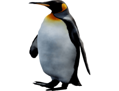 Penguin, Cold, Social, Ice, Bird PNG
