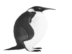 Penguin, Flightless, Marine, Antarctic, Bird PNG
