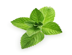 Peppermint, Cooling, Herbal, Minty, Fresh PNG