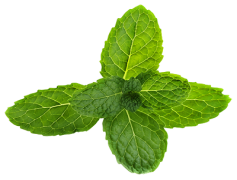 Peppermint, Flavor, Green, Minty, Herb PNG