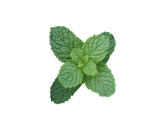 Peppermint, Herbal, Aromatic, Cooling, Natural PNG