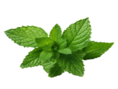 Peppermint, Nature, Sweet, Herbal, Cool PNG