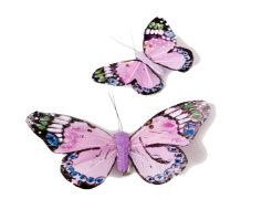 Pink Butterfly, Delicate, Beauty, Colorful, Fluttering PNG