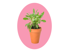 Plant Mom Aesthetics Theme, Botanical Bliss, Succulent Paradise, Indoor Oasis, Urban Jungle Vibes PNG