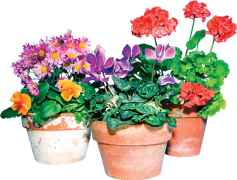 Potted Flowers, Home Decor, Greenery, Nature Beauty, Floral Arrangement PNG