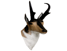 Pronghorn, Speed, Conservation, Wildlife, Biodiversity PNG