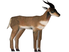 Pronghorn, Wildlife, Conservation, Antelope, Habitat PNG
