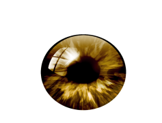 Pupil, Scholar, Vision, Eye, Focus PNG