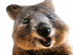 Quokka, Happiness, Australia, Wildlife, Cute PNG