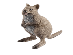 Quokka, Happy, Animal, Cute, Australia PNG