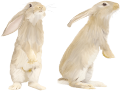 Rabbit, Nature, Hop, Pet, Cute PNG