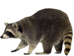 Racoon, Nature, Animal, Mammal, Night PNG