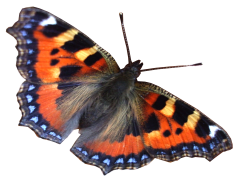 Real Butterfly Moth PNG