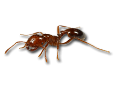 Red Ant, Antenna, Insect, Pests, Habitat PNG