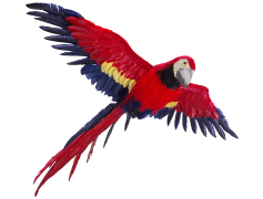 Red Bird, Avian, Wildlife, Vibrant, Feathered PNG