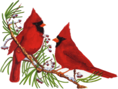 Red Bird, Feathered, Colorful, Wildlife, Songbird PNG