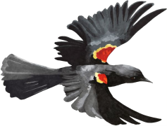 Red-winged Blackbird, Marsh Bird, Vocal Mimic, Migratory Species, Nesting Behavior PNG