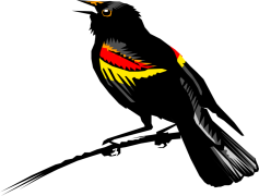 Red-winged Blackbird, Wetlands, Songbird, Call, Marsh Habitat PNG