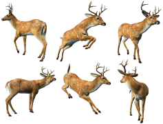 Reindeer, Antlers, Sleigh, Wilderness, Team PNG