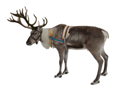 Reindeer, Arctic, Herd, Santa, North PNG