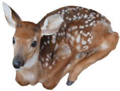 Reindeer, Arctic, Wildlife, Snow, Festive PNG