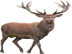 Reindeer, North, Rudolph, Sledding, Winter PNG