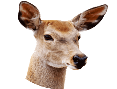 Reindeer, Santa, Antlers, Sleigh, North PNG