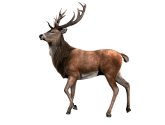 Reindeer, Winter, Antlers, Holiday, Sleigh PNG