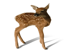 Reindeer, Winter, Wildlife, North, Holiday PNG