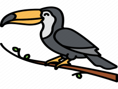 Rhinoceros Hornbill, Conservation, Exotic, Endangered, Wildlife PNG