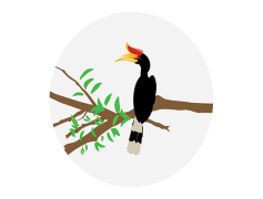 Rhinoceros Hornbill, Exotic Bird, Tropical Wildlife, Unique Beak, Vibrant Plumage PNG