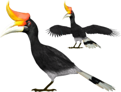 Rhinoceros Hornbill, Forest Dweller, Vibrant Beak, Unique Nesting, Exotic Bird PNG