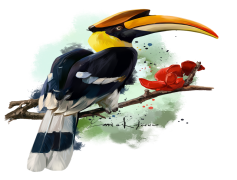 Rhinoceros Hornbill, Rainforest Habitat, Cultural Symbol, Strong Beak, Exotic Wildlife PNG