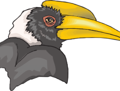 Rhinoceros Hornbill, Unique Calls, Forest Habitat, Colorful Plumage, Southeast Asia PNG