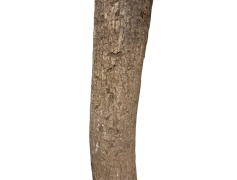 Root, Core, Base, Beginning, Source PNG