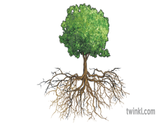 Roots, Growth, Connection, Life, Nature PNG