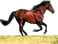 Running Horse, Wild Stallion, Galloping Steed, Majestic Animal, Equestrian Spirit PNG