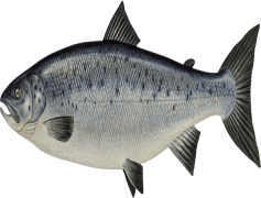 Salmon Fish, Omega-3, Fresh, Healthy, Cuisine PNG