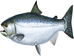 Salmon Fish, Omega-3, Freshwater, Culinary Delight, Wild-Caught PNG