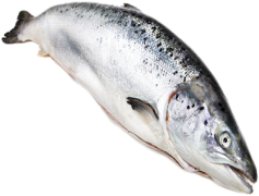 Salmon Fish, Rich Omega-3, Fresh Seafood, Popular Cuisine, Ocean Delicacy PNG